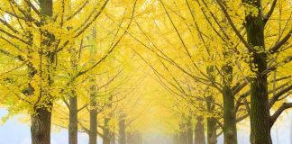 Các điểm đến tuyệt đẹp trong mùa thu ở Châu Á