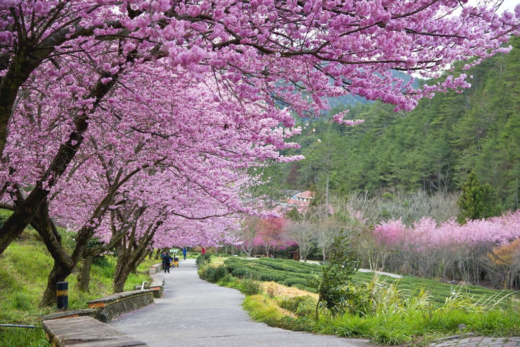 Sắc hoa đào rực rỡ ở Đài Bắc vào mùa xuân