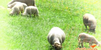 Thăm Bad Ragaz, phố núi lừng danh ở Thụy Sĩ cần biết những gì?