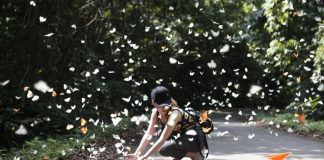 Những địa điểm ngắm bướm rừng lãng mạn nhất Việt Nam