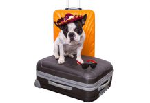 Quy định vận chuyển thú cưng của Aeroflot trên các chuyến bay Hành khách đem theo thú cưng đi máy bay