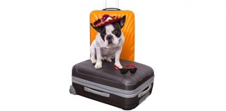 Quy định vận chuyển thú cưng của Aeroflot trên các chuyến bay Hành khách đem theo thú cưng đi máy bay