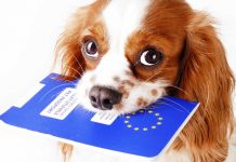 Quy định vận chuyển vật nuôi trên chuyến bay Qatar Airways Giấy tờ tùy thân và hộ chiếu khi vận chuyển vật nuôi Qatar Airways