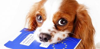 Quy định vận chuyển vật nuôi trên chuyến bay Qatar Airways Giấy tờ tùy thân và hộ chiếu khi vận chuyển vật nuôi Qatar Airways