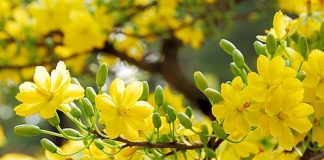 Di chuyển bằng máy bay dịp Tết Nguyên Đán cần chú ý gì? Những điều cần lưu ý mua vé máy bay Tết