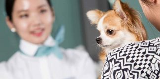 Quy định vận chuyển vật nuôi trên máy bay Korean Air Vận chuyển thú cưng trên máy bay Korean Air