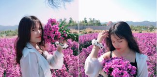 Thả hồn vào những cánh đồng thạch thảo tím khi du lịch Bà Rịa – Vũng Tàu Thả hồn vào những cánh đồng thạch thảo tím khi du lịch Bà Rịa – Vũng Tàu