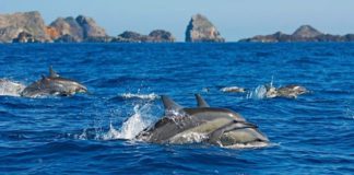 Khám phá những hòn đảo kỳ lạ tại Nhật Bản